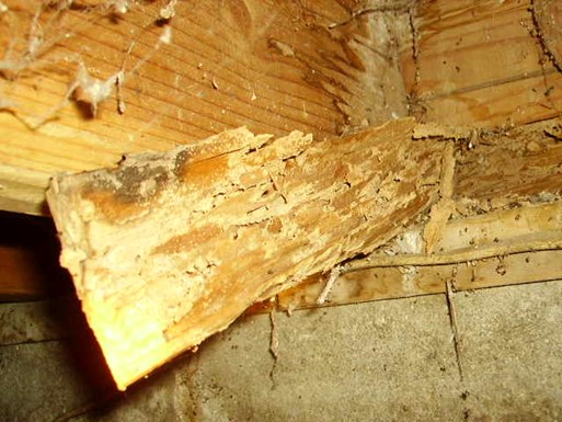 Pest Infestations in Crawl Space