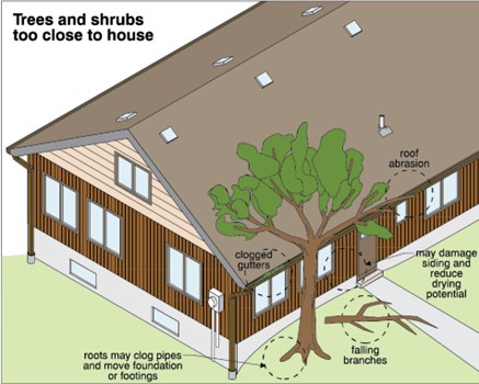 Trees and shrubs